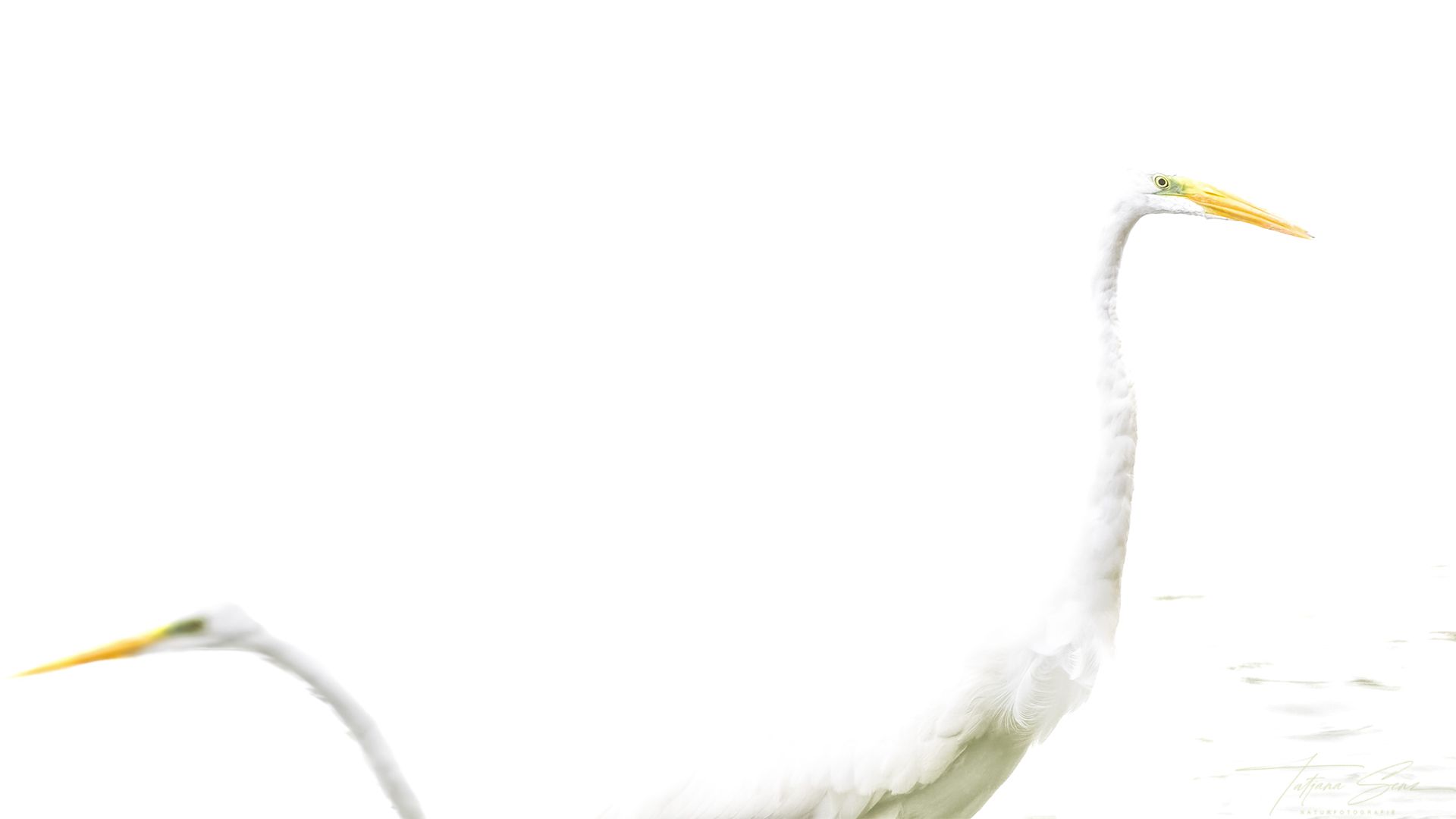 Zwei weiße Reiher mit langen Hälsen und gelben Schnäbeln stehen im Wasser, Silberreiher in High Key