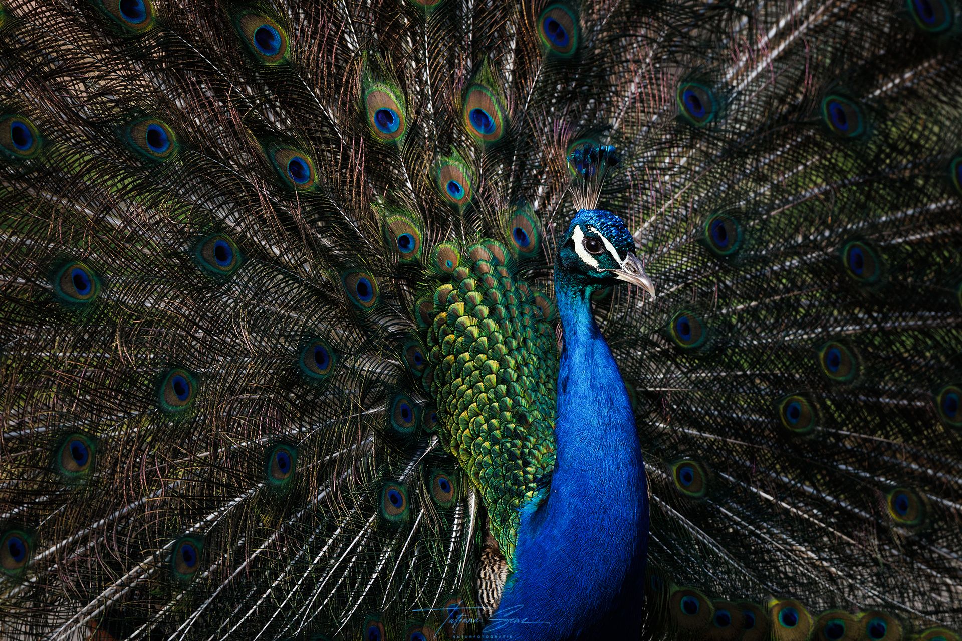 Pfau mit schillernden blauen, grünen und braunen Federn.