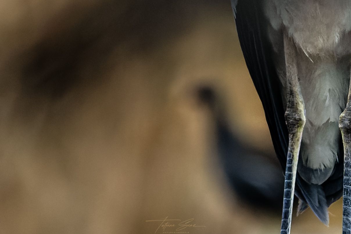 Nahaufnahme der Beine eines Reihers mit einem  verschwommenen Teichhuhn im Hintergrund. Erdtöne.