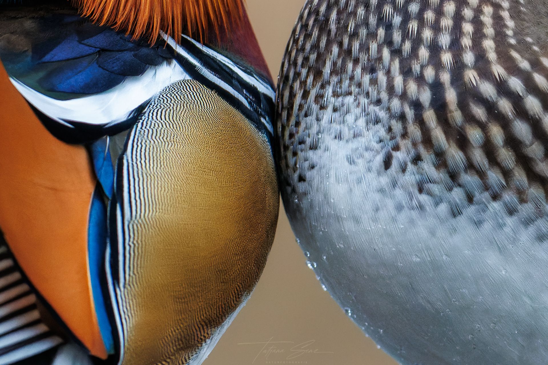 Zwei Mandarinenten nebeneinander, eine mit leuchtend orangefarbenen und blauen Federn, die andere grau und weiß gesprenkelt