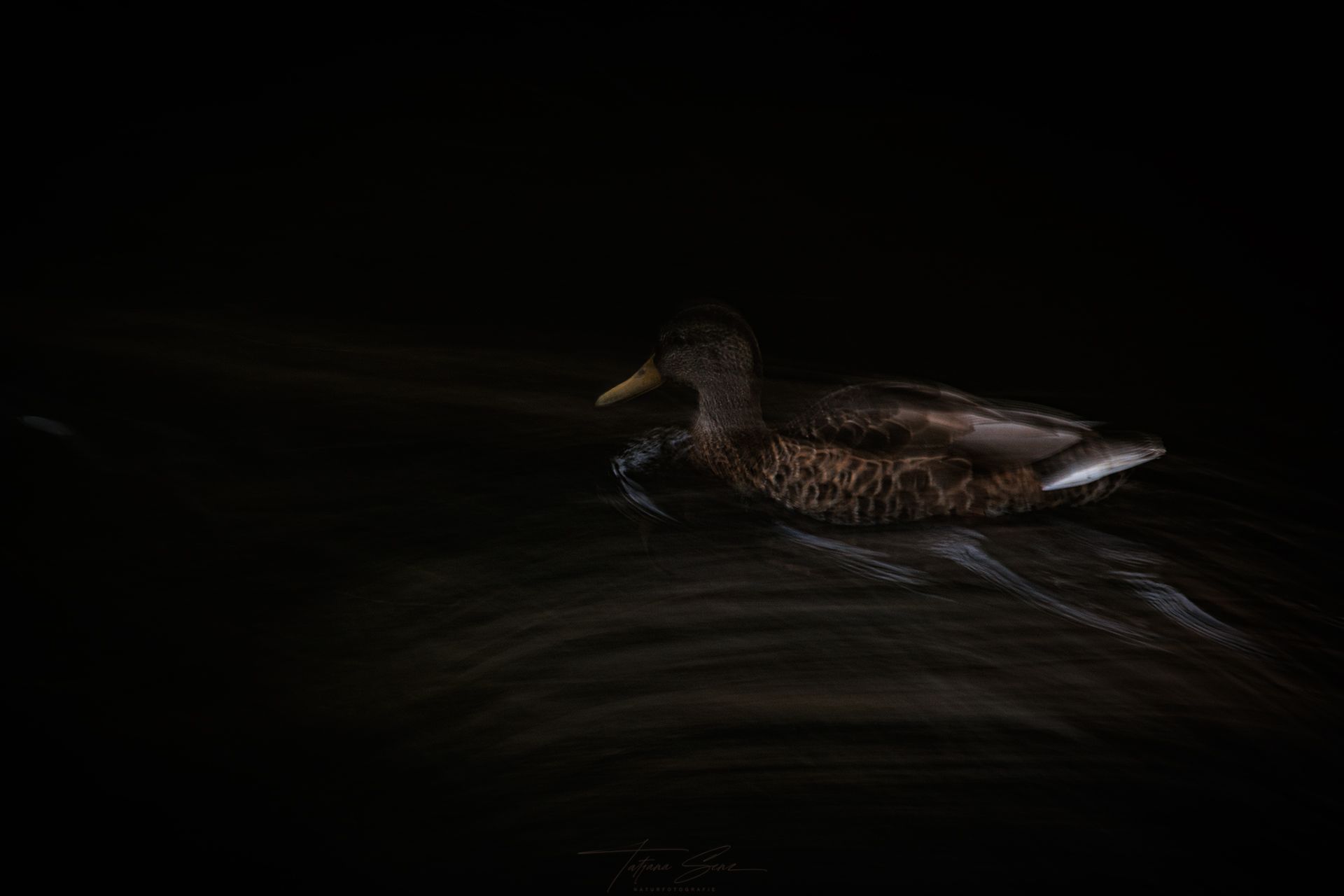 Ente schwimmt im dunklen Wasser.