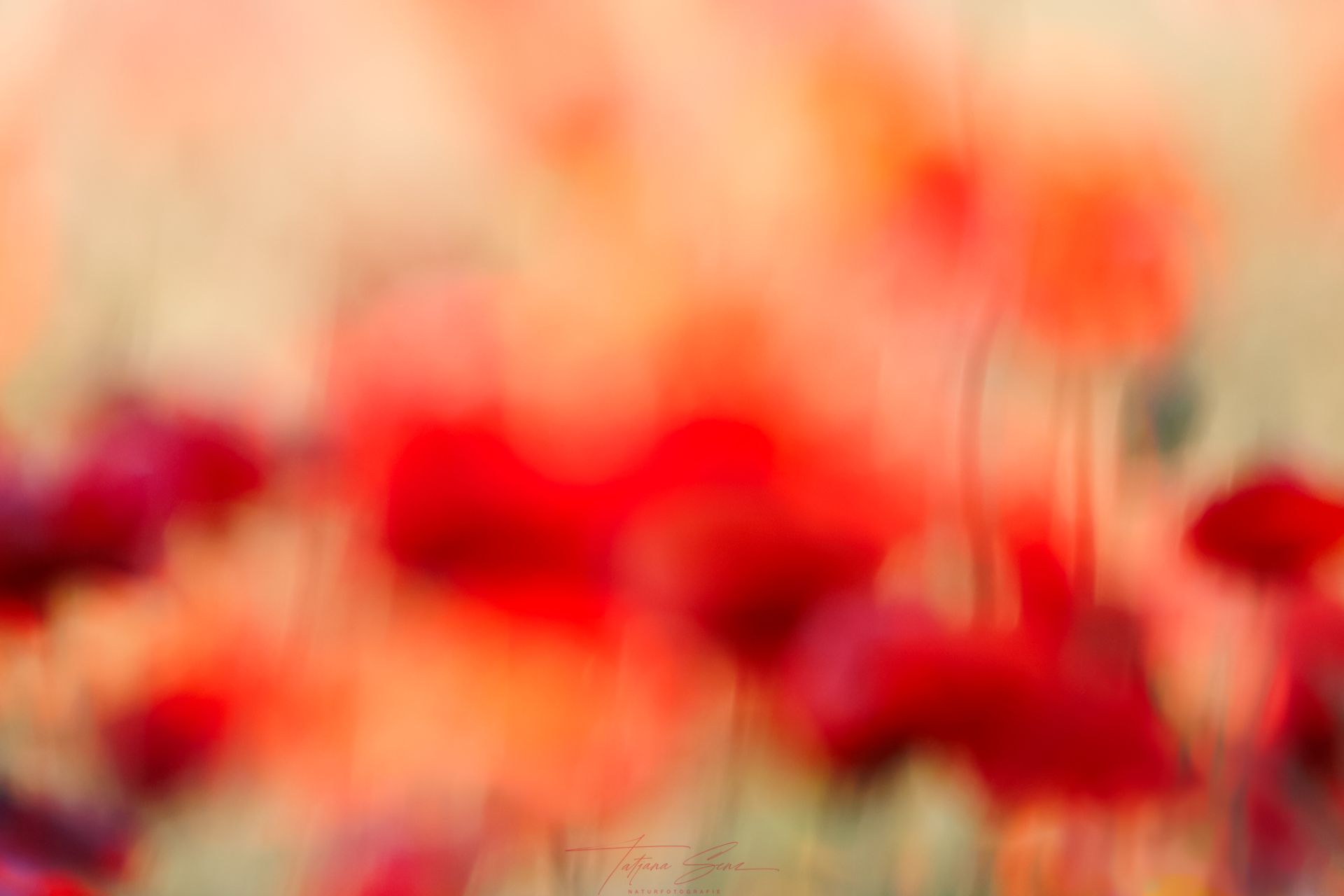 Verschwommenes Feld mit leuchtend roten Mohnblumen vor einem warmen, hellen Hintergrund.