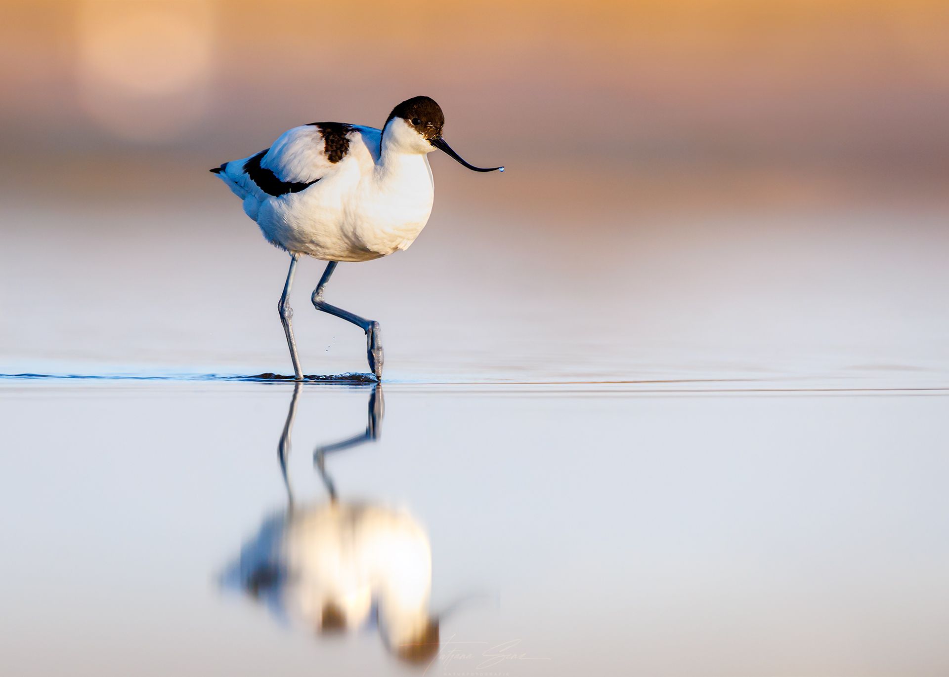 Ein Säbelschnäblerl mit einem langen, nach oben gerichteten Schnabel läuft im seichten Wasser und spiegelt sich darunter.