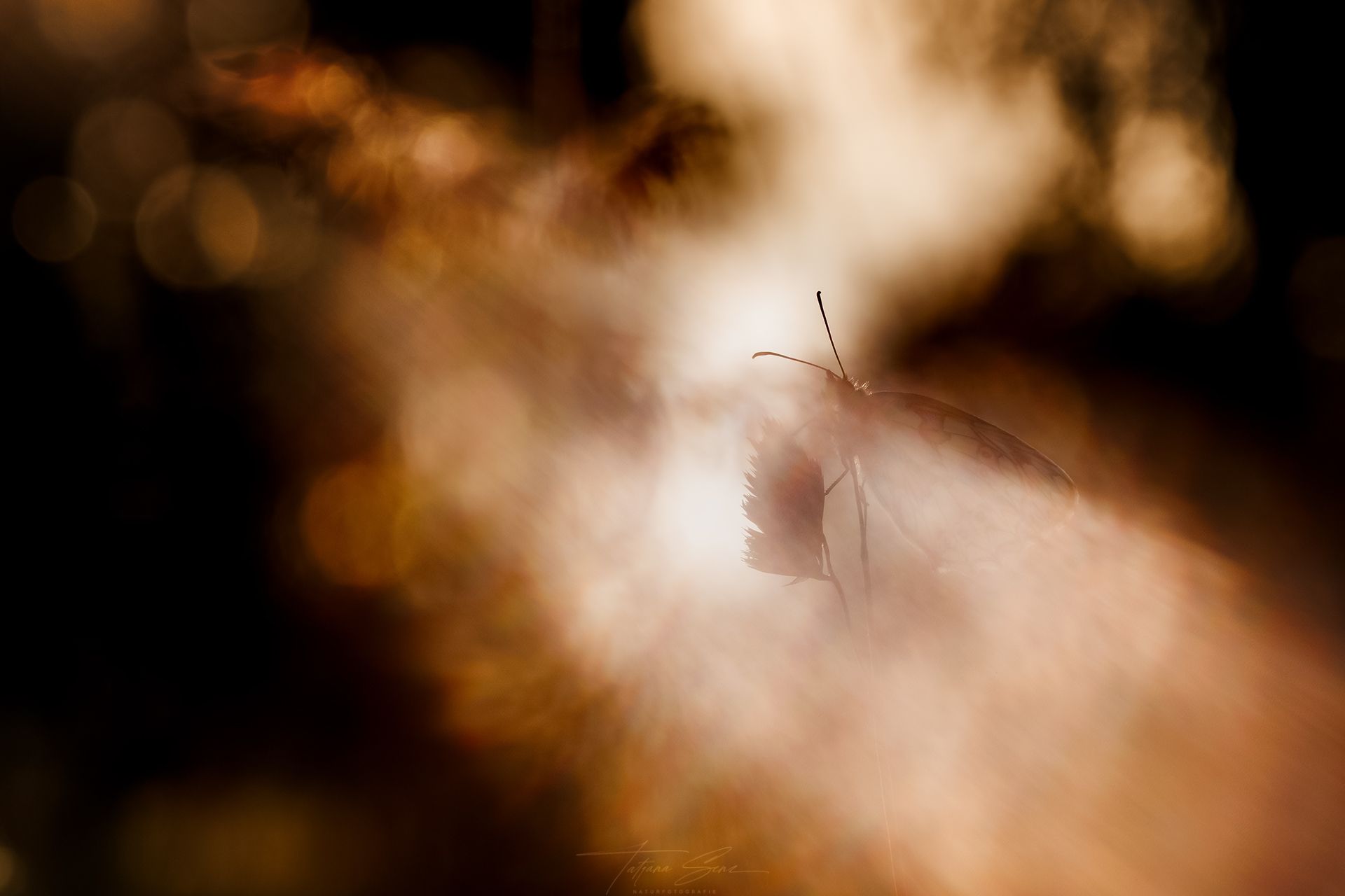 Eine verschwommene braune Szene mit einem Schachbrettfalter auf einem Blatt; warmes Bokeh im Hintergrund.