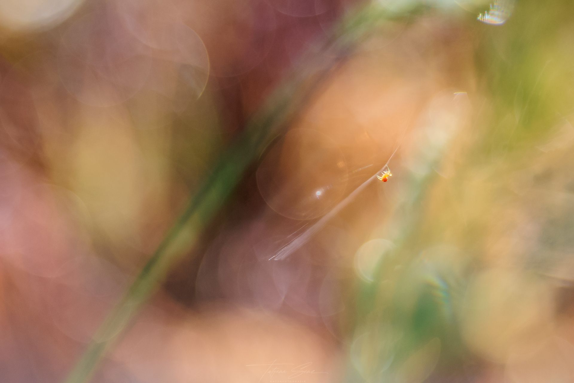 Kleine orangefarbene Spinne auf einem zarten Netzstrang vor einem unscharfen, bunten Hintergrund.