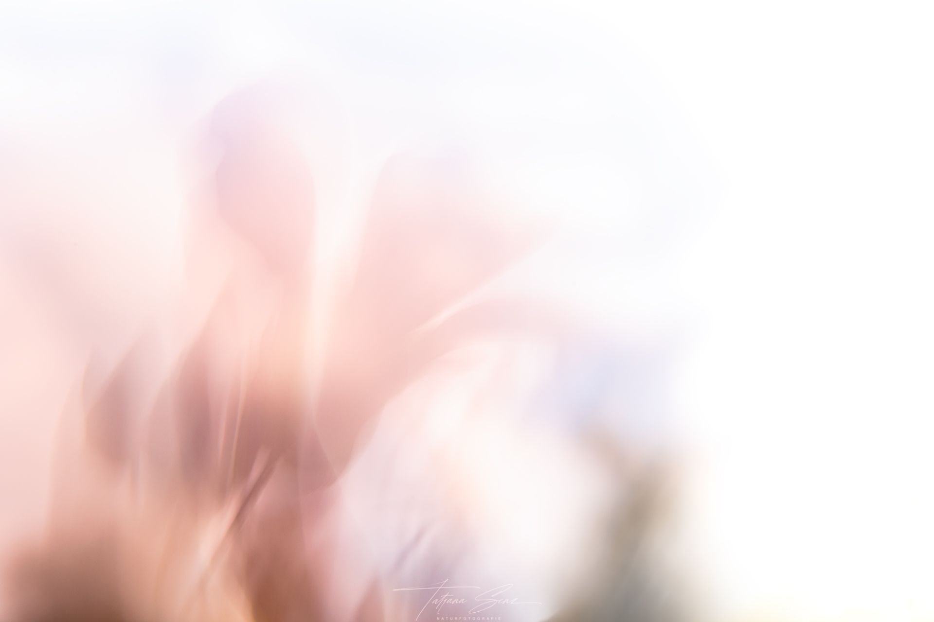 Verschwommenes Pastell-Abstraktbild aus zartrosa und weißen Formen 