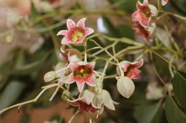 Fleur Brachychiton populneus