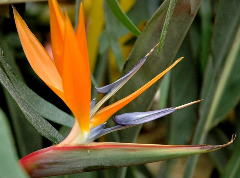 Fleur Strelitzia reginae