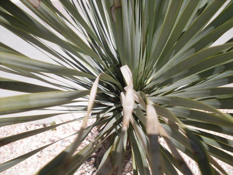 Dasylirion longissimum