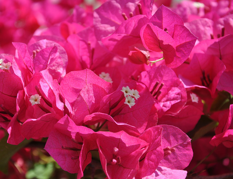 Fleurs-bougainvillier