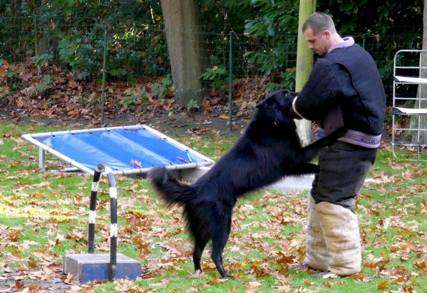 Foxiesfarm page banner