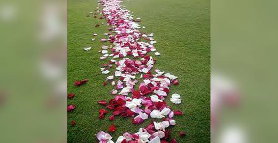 Siredis - Pétales de fleurs