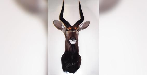 Louis Alain - Naturalistes-taxidermistes entomologistes