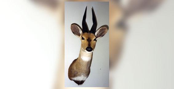 naturaliste taxidermiste Trophée de chasse à Gazeran