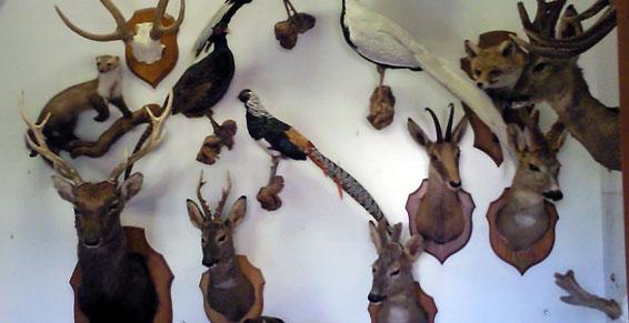 Naturalistes-taxidermistes entomologistes - Conseils de professionnels