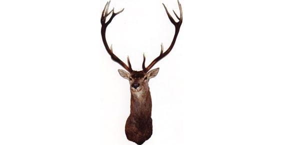 naturaliste taxidermiste tous types d'animaux à Gazeran