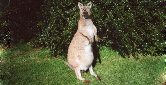 Naturalistes-taxidermistes entomologistes - Toutes sortes d'animaux 78