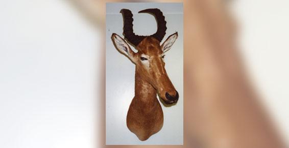 Naturaliste  Redonner une apparence vitale et naturelle 78125 Gazeran