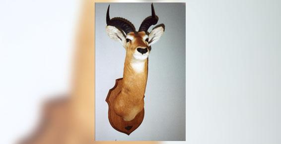 Trophée de chasse à Gazeran