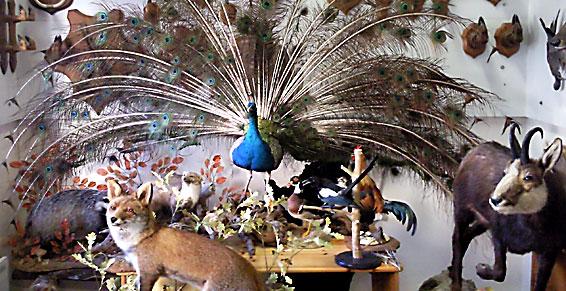 Louis Alain - naturalistes-taxidermistes entomologistes