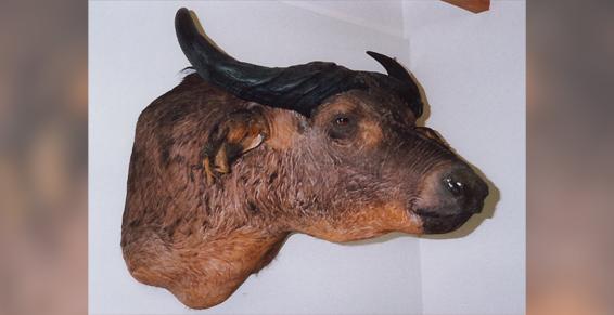 Louis Alain - Naturalistes-taxidermistes entomologistes