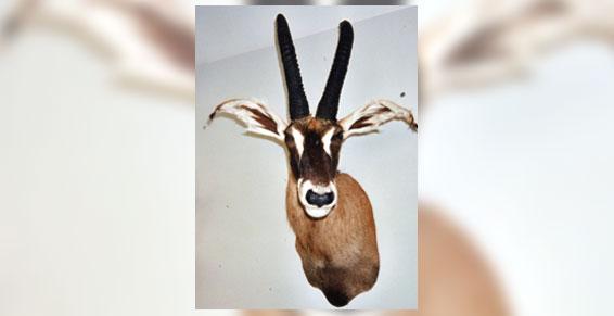 Trophées africains à Gazeran