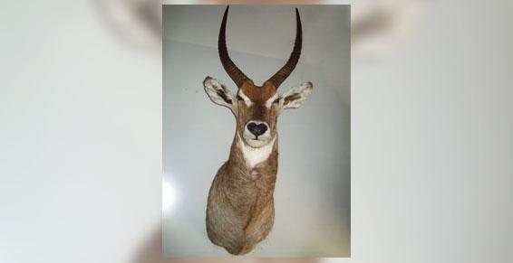 Exposition permanente Essonne