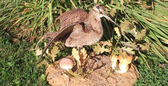naturaliste oiseaux à Gazeran