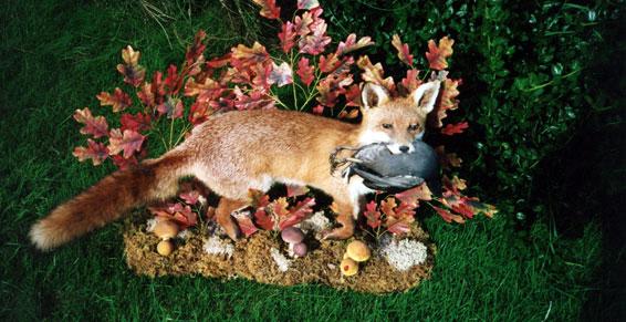 naturaliste Animaux toutes tailles à Gazeran