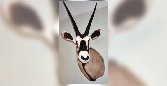 naturaliste ammifères à Gazeran