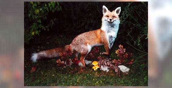 naturaliste Renard à Gazeran