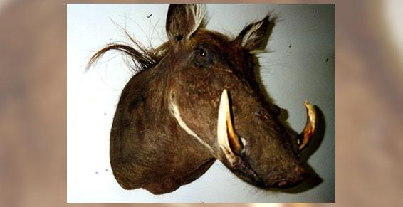 Taxidermiste à Gazeran