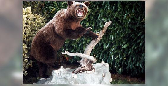 naturaliste Ours à Gazeran