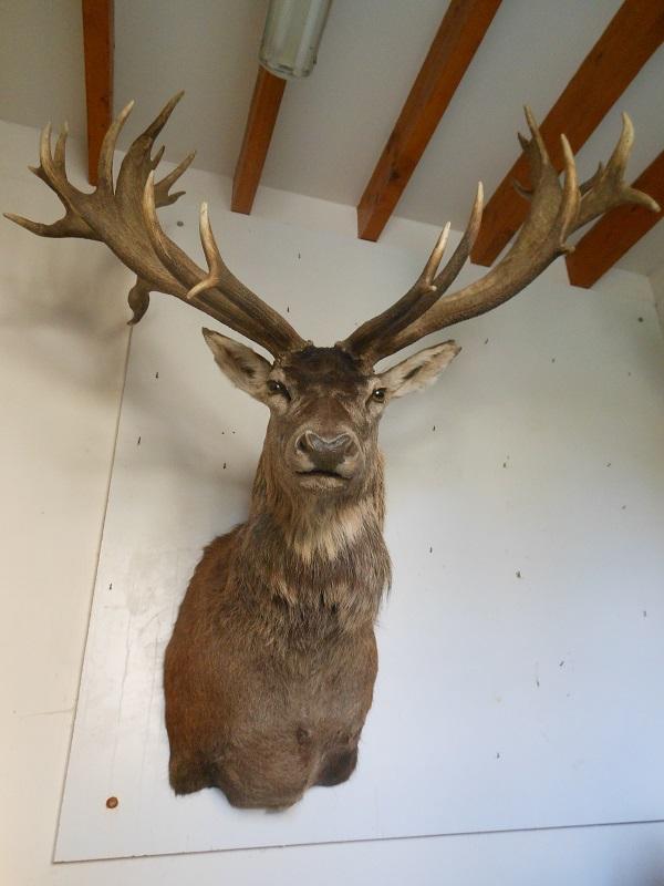 Naturaliste tête de cerf