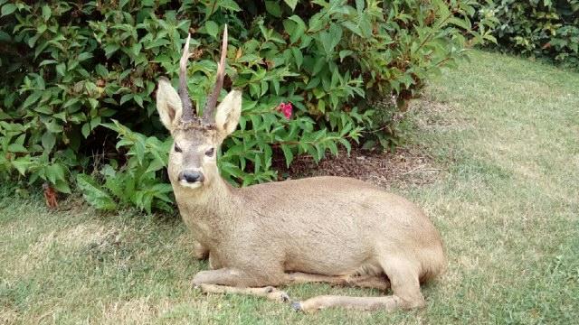 Naturaliste Louis Alain 78