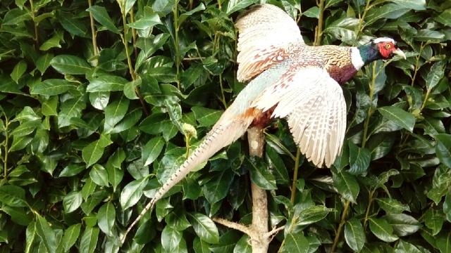 Faisan, naturaliste Louis Alain 78