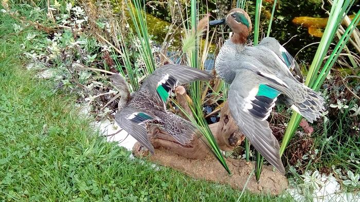 naturaliste rambouillet