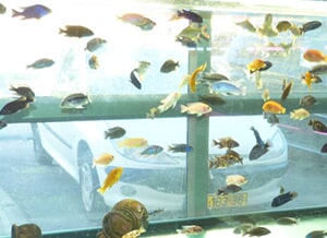 דגי נוי ואקווריומים