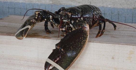 Restaurant - Homard grillé du Guilvinec à Penmarch