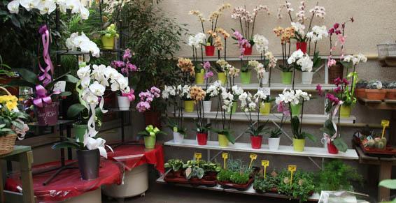 composition exotique