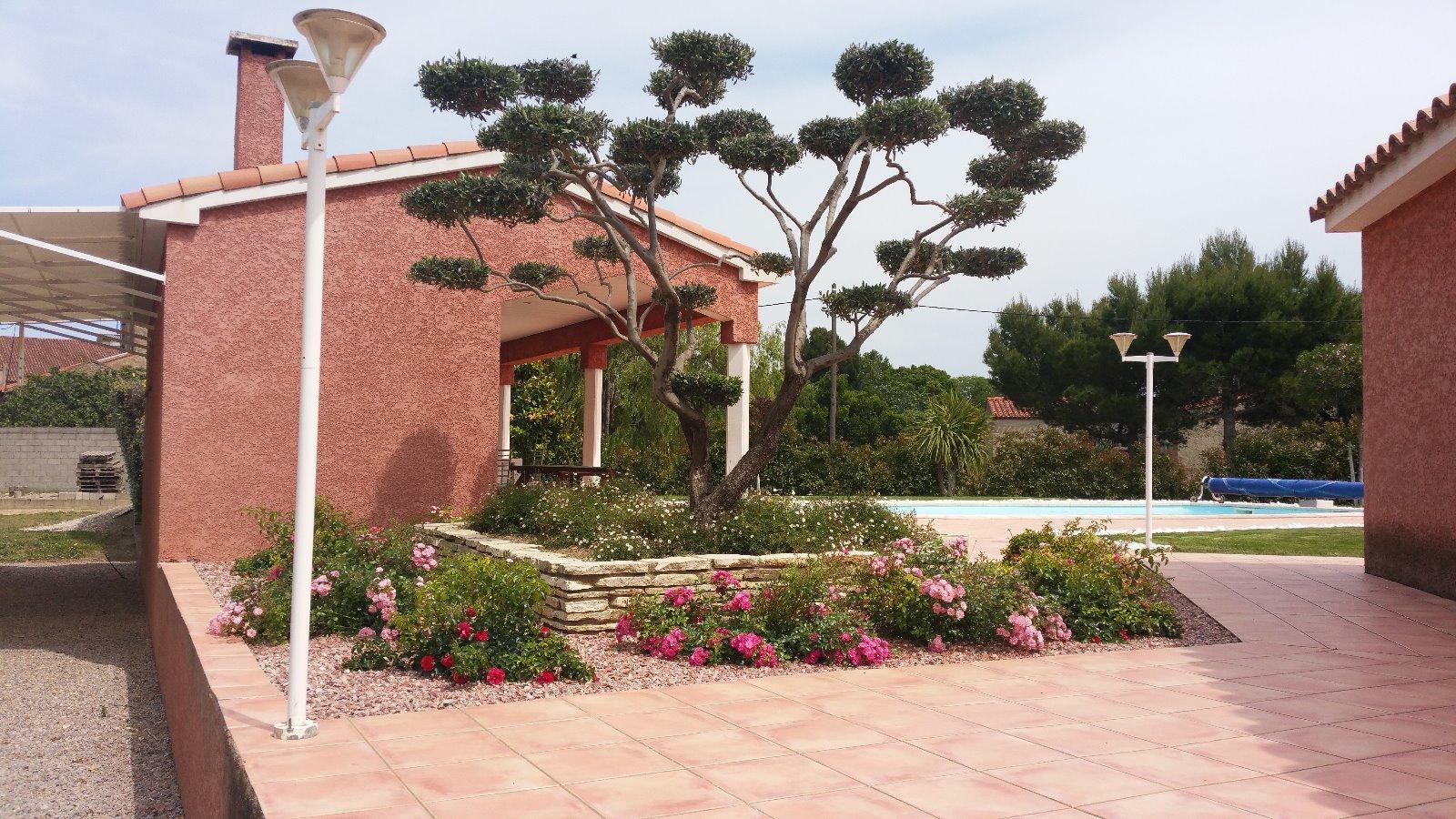 taille d'un olivier en nuages