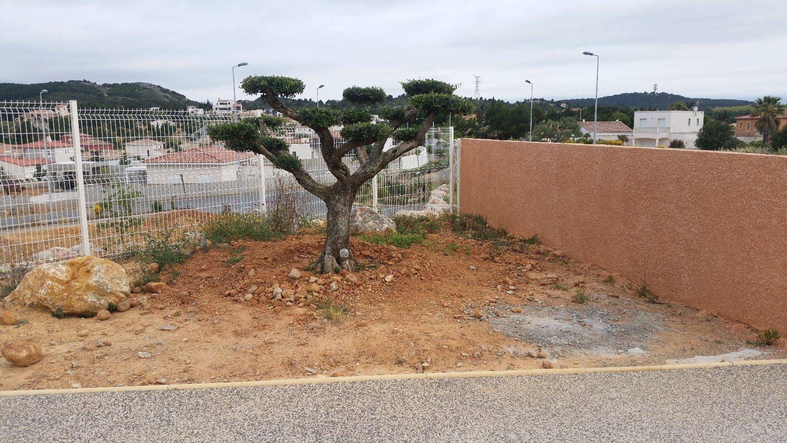 plantation d'un olivier en nuage