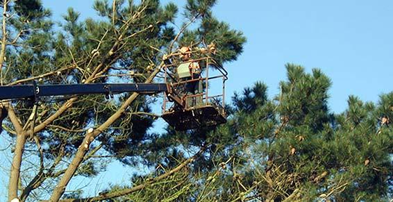 Paysagiste - élagage nacelle