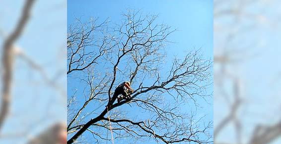 Paysagiste - élagage délicat