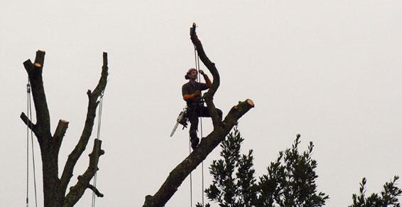 Élagage sur le département de la Loire-Atlantique