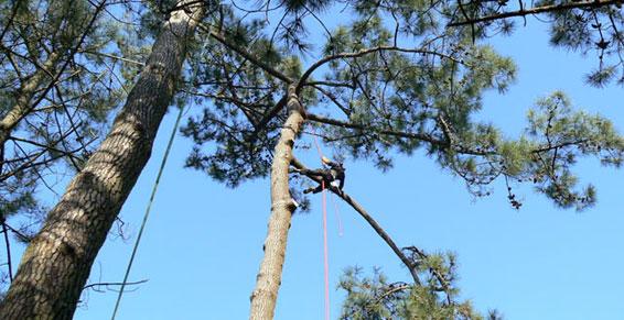 Sudan Philippe - élagage et abattage