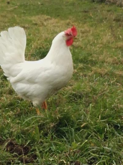 Une poule blanche