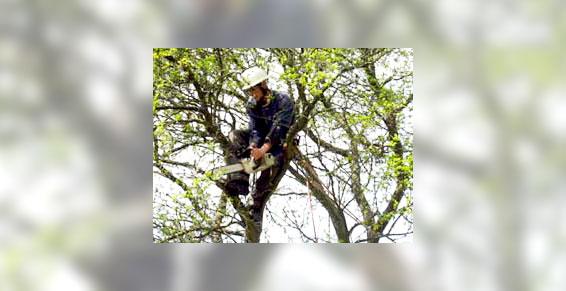 élagage et abattage (entreprises) - Elagage en hauteur