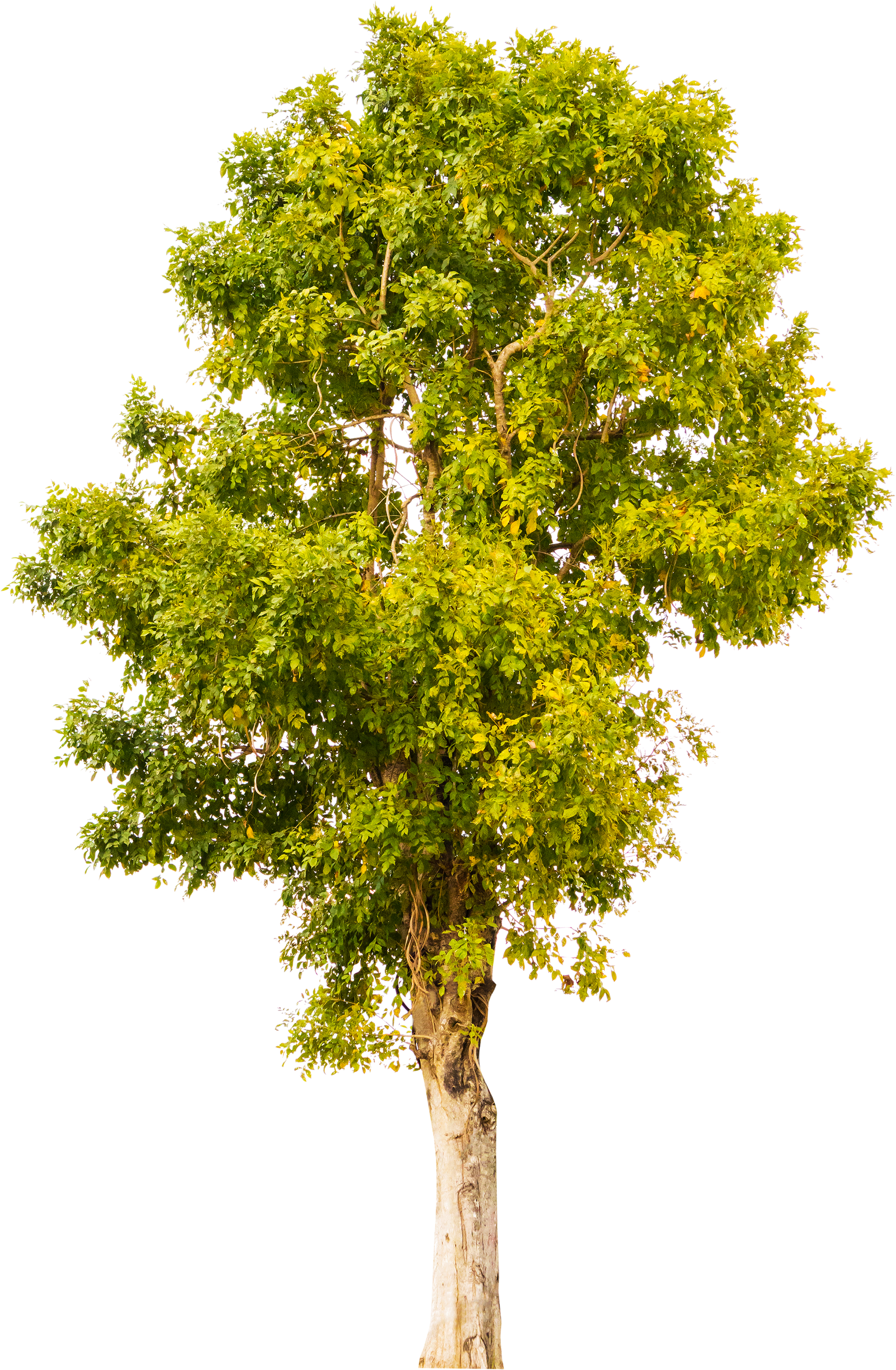 Arbre feuillu isolé avec une large frondaison verte et un tronc clair sur fond blanc
