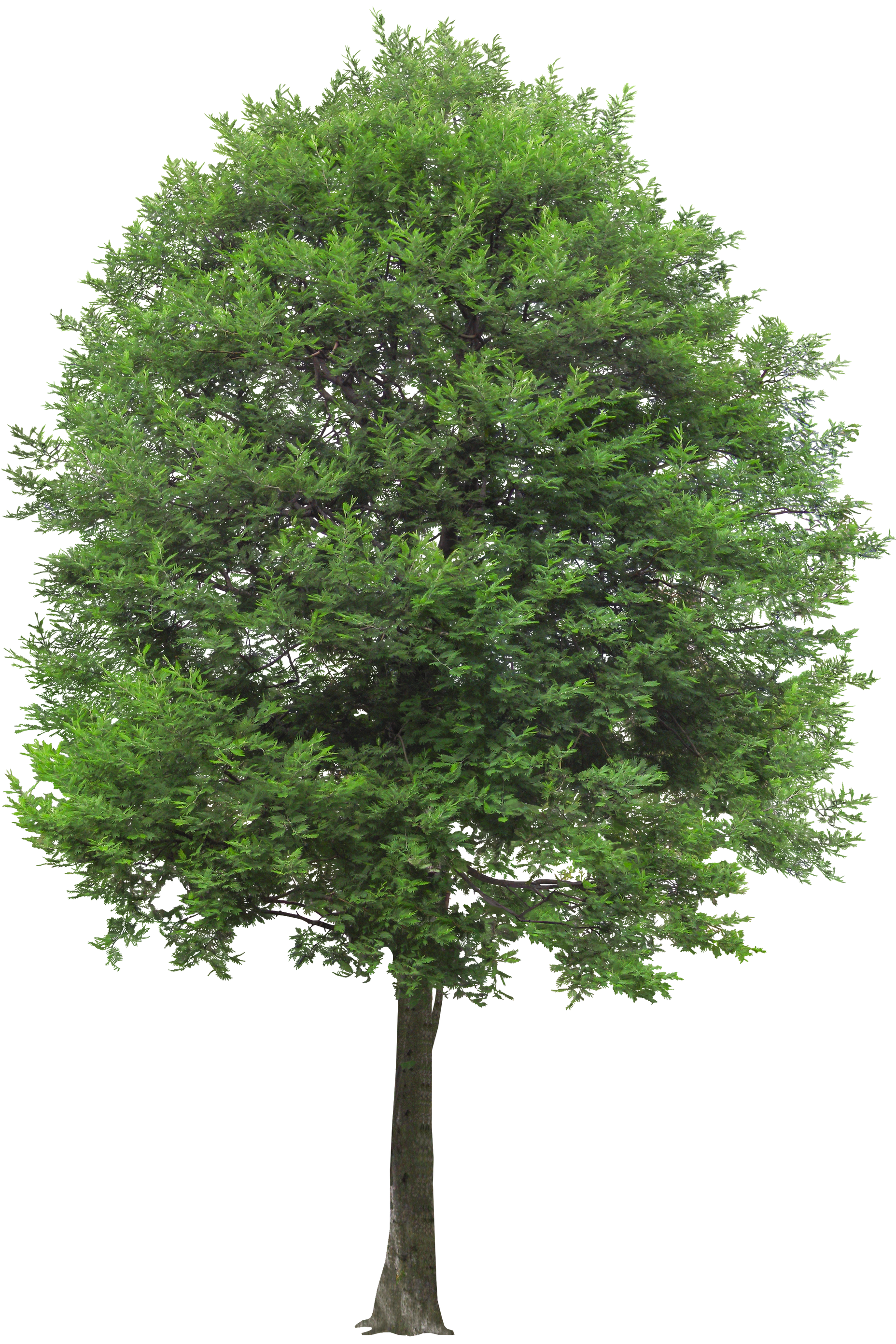 Arbre feuillu vert isolé au tronc élancé sur fond blanc